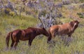 Wild Horses in Wildflowers in Spring in the Arizona Desert Royalty Free Stock Photo