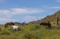 Wild Horses in Springtime in the Arizona Desert Royalty Free Stock Photo