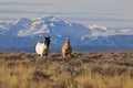 Wild horses mustangs Wyoming snow capped mustang horse mountains Royalty Free Stock Photo