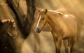 Wild Horses, Mother and Foal Mustangs in Salt River, Arizona Royalty Free Stock Photo