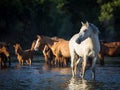 Wild Horses, Mustangs in Salt River, Arizona Royalty Free Stock Photo