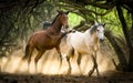 Wild Horses, Mustangs in Salt River, Arizona Royalty Free Stock Photo