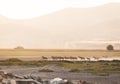 Wild horses Yilki run in meadow field free outdoors in nature Royalty Free Stock Photo