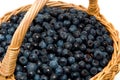 Wild huckleberry in a basket Royalty Free Stock Photo