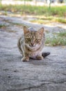 A wild hungry cat is hunting. Royalty Free Stock Photo