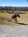 Wild Hungry Emu
