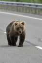 Wild hungry Kamchatka brown bear walking along highway