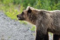 Wild hungry and terrible Kamchatka brown bear in summer forest