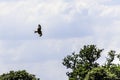 Wild hunting eagle in the clouds