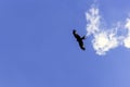 Wild hunting eagle in the clouds