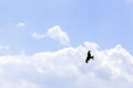 Wild hunting eagle in the clouds