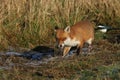 A magnificent wild hunting Red Fox, Vulpes vulpes, hunting for food to eat in a meadow on a cold frosty winters day in the UK. Royalty Free Stock Photo