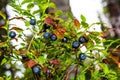 Wild hurtleberry with ripe berries and leaves