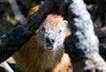 Wild Hutia Royalty Free Stock Photo