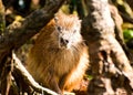 Wild hutia Royalty Free Stock Photo
