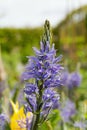 Wild Hyacinth Flower