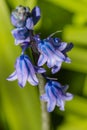 Wild hyacinth flowers in bloom