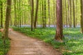 wild hyacinth flowers blooming in the Hallerbos forest in spring time, Belgium Royalty Free Stock Photo