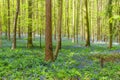 wild hyacinth flowers blooming in the Hallerbos forest in spring time, Belgium Royalty Free Stock Photo