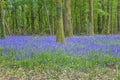 Wild hyacinth flowers