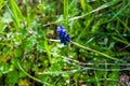 Wild hyacinth in the green field. Muscari armeniacum. Hyacinthoides non-scripta. Grape hyacinth. Wild hyacinth. Hyacinthus. Aspara