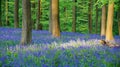 Wild Hyacinth in Hallerbos in Belgium Royalty Free Stock Photo