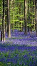 Wild Hyacinth in Hallerbos in Belgium Royalty Free Stock Photo