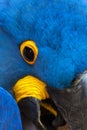 Wild Hyacinth Macaw close up