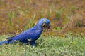 Wild Hyacinth Macaw on the ground