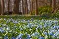 Wild hyacinths in forest Royalty Free Stock Photo