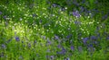 Wild Hyacinths in Hallerbos in Belgium Royalty Free Stock Photo