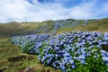 Wild hydrangea, Azores Island, Portugal Royalty Free Stock Photo