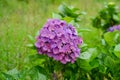 Wild hydrangeas blooming amid the misty mountain forest of Bromo, East Java, Indonesia Royalty Free Stock Photo