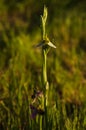 Wild hypochromic Bee Orchid plant - Ophrys apifera Royalty Free Stock Photo