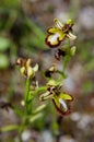 Wild hypochromic Mirror Bee orchid - Ophrys speculum Royalty Free Stock Photo