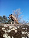 Wild Iberian Wolf.