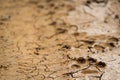 Wild iberian wolf pawprint closeup view on track