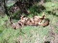 Wild Iberian Wolf.