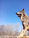 Wild Iberian Wolf.