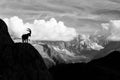 Wild Ibex in front of Iconic Mont-Blanc Mountain in Black and White