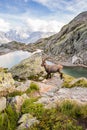 Wild Ibex in Front of Iconic Mont-Blanc Mountain and High Altitude Lake on a Sunny Day