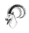 Wild ibex head, wild animal, mountain goat, capricorn zodiac sign, naturalistic vector illustration illustration