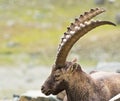 Alpine Ibex Capra ibex, Gran Paradiso National Park, Italy Royalty Free Stock Photo