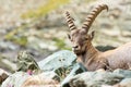 Alpine Ibex Capra ibex, Gran Paradiso National Park, Italy Royalty Free Stock Photo