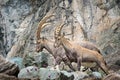 Alpine Ibex Capra ibex, Gran Paradiso National Park, Italy Royalty Free Stock Photo