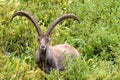 Wild ibex