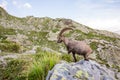 Wild Ibex Rock Climbing in front of Iconic Mont-Blanc Mountain on a Sunny Summer Day