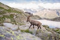 Wild Ibex Rock Climbing in front of Iconic Mont-Blanc Mountain on a Sunny Summer Day