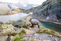 Wild Ibex Standing in front of Iconic Mont-Blanc Mountain on a Sunny Day