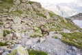 Wild Ibex Standing in Mont-Blanc Mountain Range